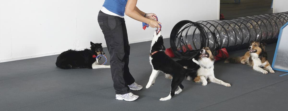 Agility mat