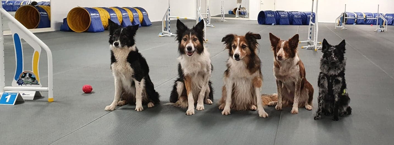 Agility Mat by Matting, en hundsportsmatta med fint grepp vid tvära vändningar.