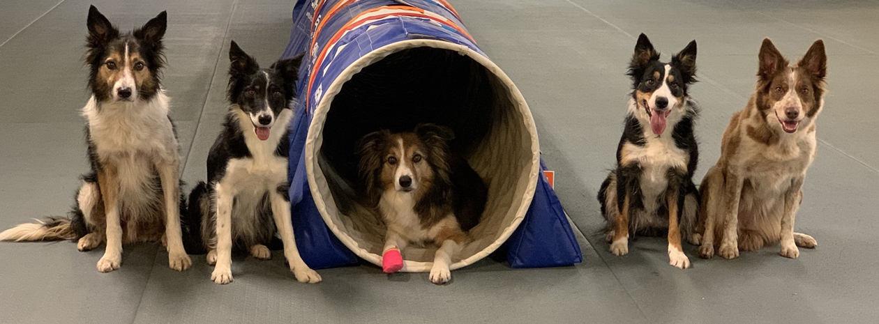 Agility mat